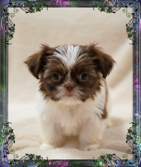 Tiny little female chinese imperial shih tzu puppies for sale teacup